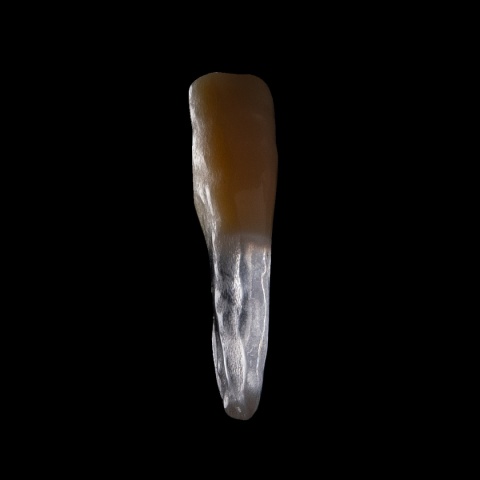 BIOMED 3D Tooth - Ząb treningowy - 25