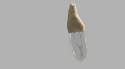 BIOMED 3D Tooth - Ząb treningowy - 25
