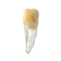 BIOMED 3D Tooth - Ząb treningowy - Centralny siekacz 1,4 mm otwarty wierzchołek